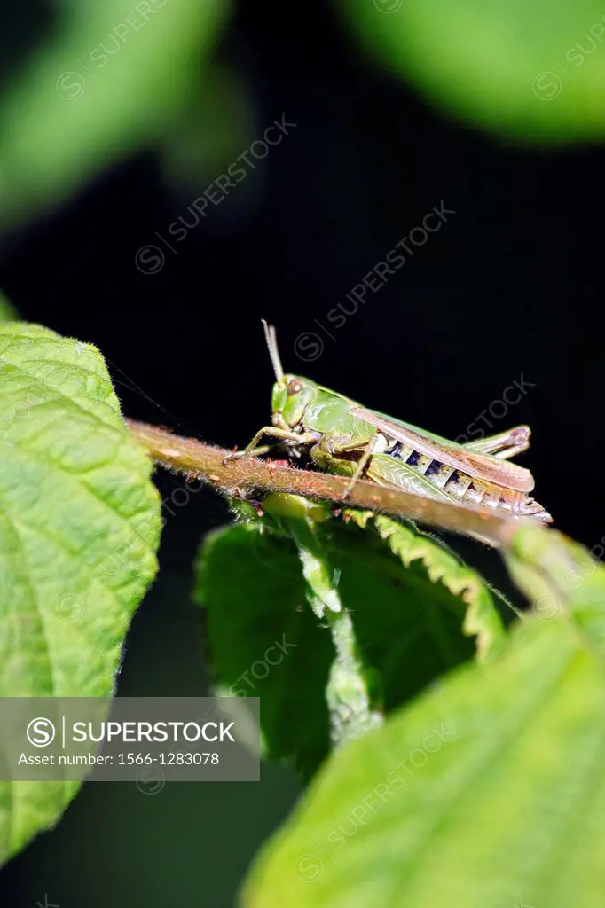 Grasshopper resting on a Hazel branch, County Westmeath, Ireland.