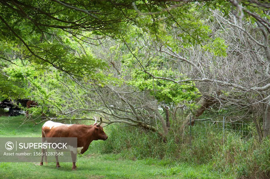 Cow grazing, Oahu, Hawaii.