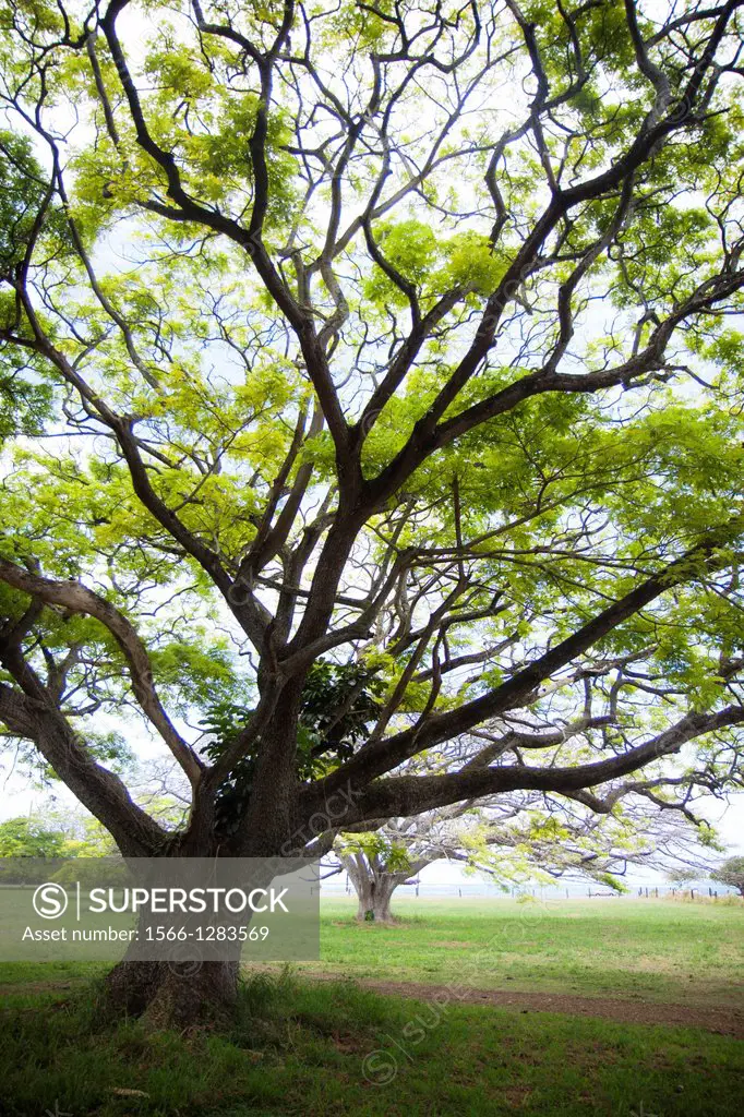 Tree, Oahu, Hawaii.