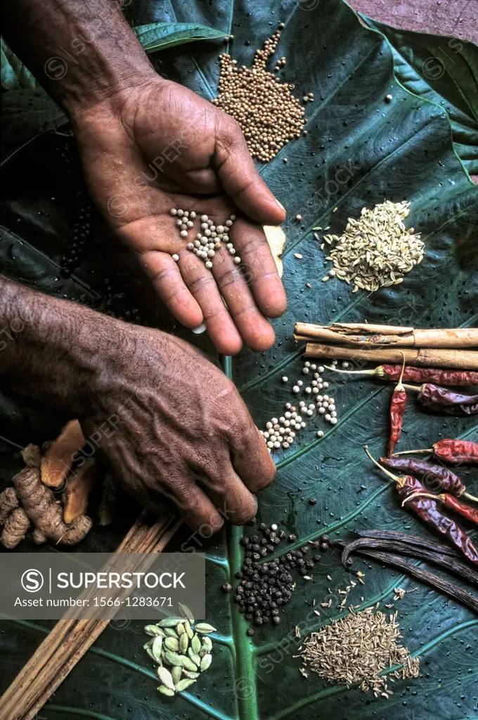 spices garden in kovalam. india.