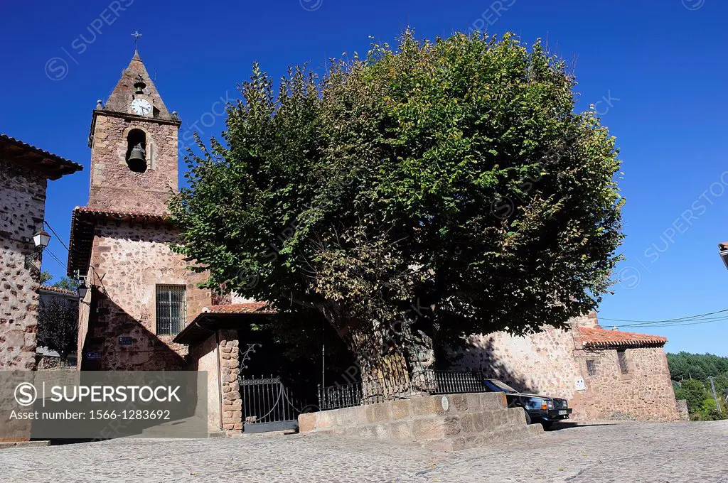 Old elm tree in the square of the Church. Rasillo de Cameros, La Rioja, Spain
