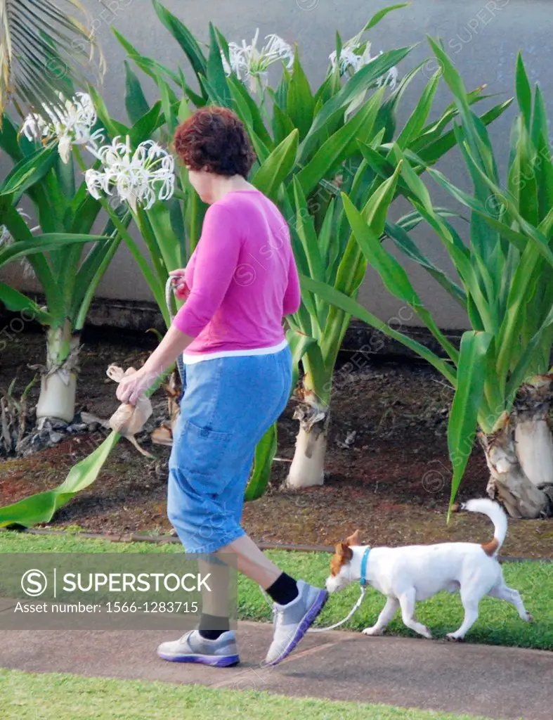 woman walks dog, Hawai'i.