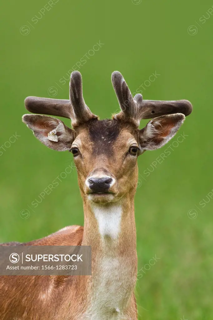 Fallow Deer, Cervus dama, Germany.