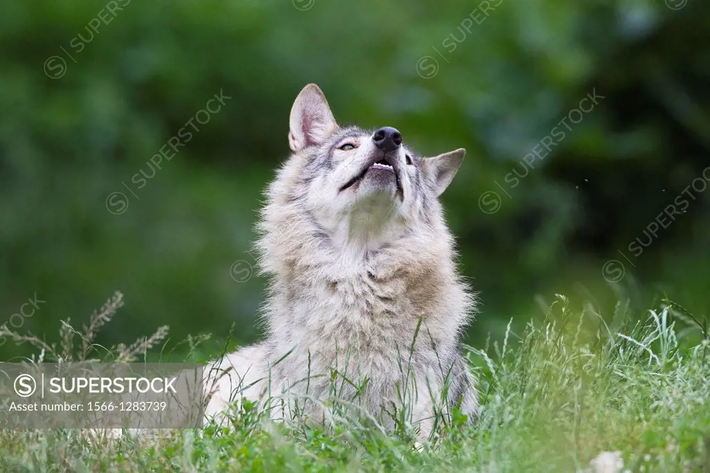 Timber Wolf (Canis lupus lycaon), Bavaria, Germany.
