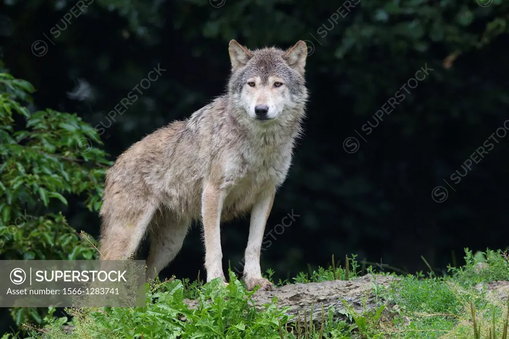 Timber Wolf (Canis lupus lycaon), Bavaria, Germany.