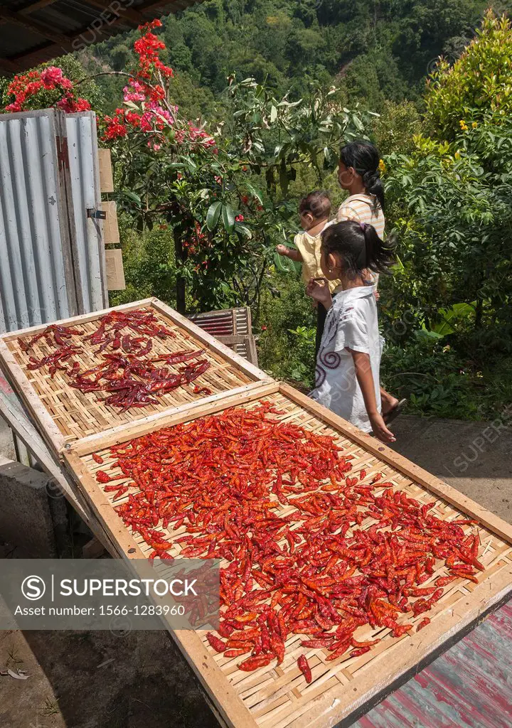 Chilli peppers drying, in the village of Gitgit near Singaraja, Northern Bali, Indonesia.