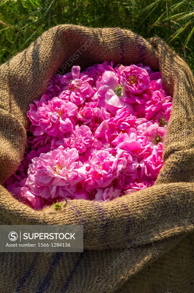 Europe, France, Var, Fayence. Picking flowers for perfumery. May rose (Rosa centifolia).
