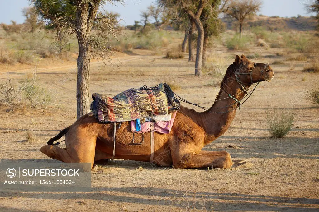 Camel in the Thar Desert near Jaisalmer, Rajasthan, India.