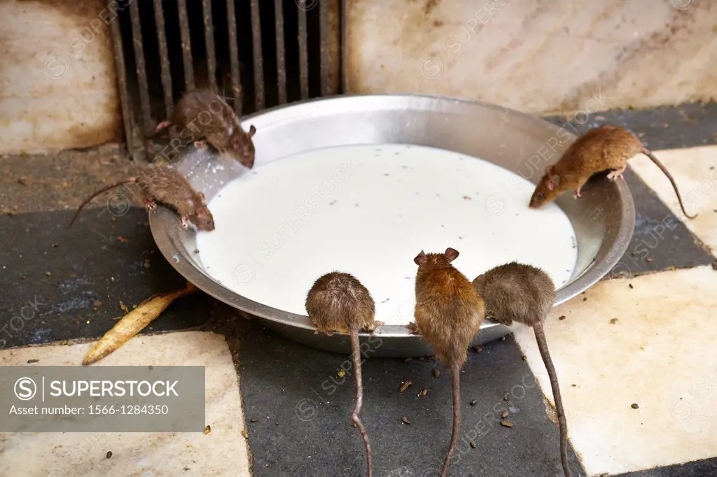 Rats are fed wiyh milk, Karni Mata Temple, Deshnok near Bikaner, Rajasthan.