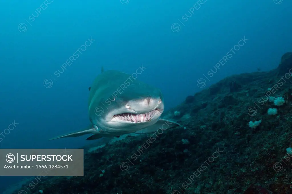 Sand Tiger Shark, Carcharias taurus, Aliwal Shoal, Indian Ocean, South Africa.