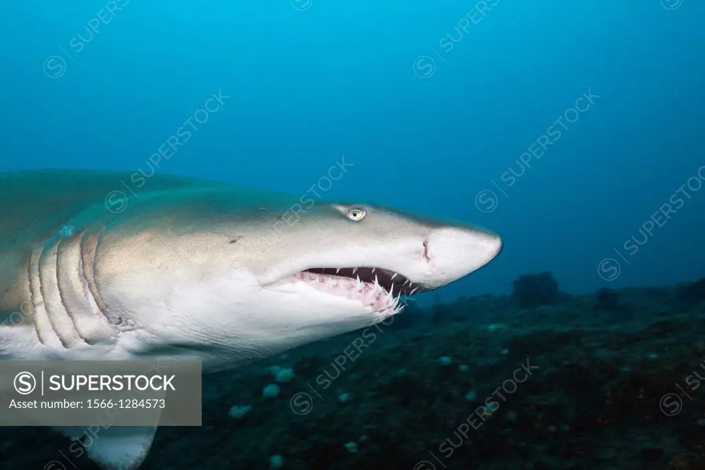Sand Tiger Shark, Carcharias taurus, Aliwal Shoal, Indian Ocean, South Africa.