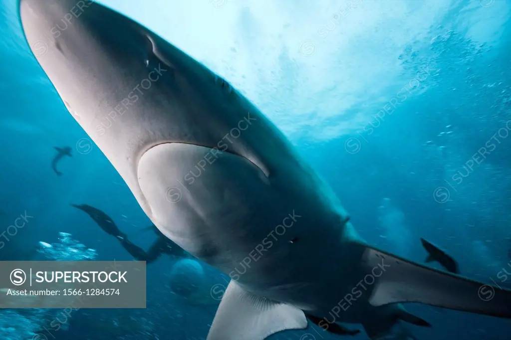 Blacktip Shark, Carcharhinus limbatus, Aliwal Shoal, Indian Ocean, South Africa.