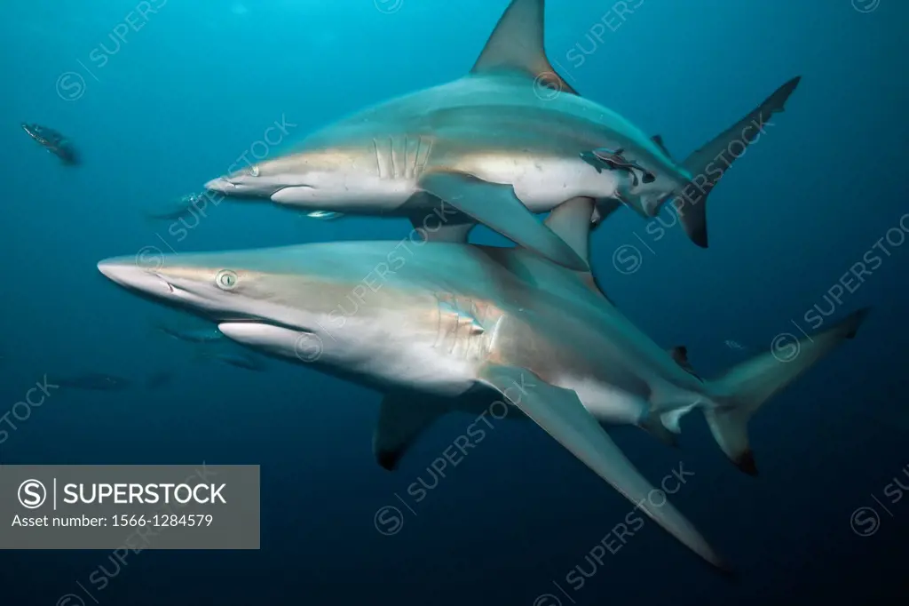 Blacktip Sharks, Carcharhinus limbatus, Aliwal Shoal, Indian Ocean, South Africa.
