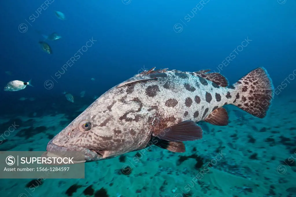 Potato Grouper, Epinephelus tukula, Aliwal Shoal, Indian Ocean, South Africa.