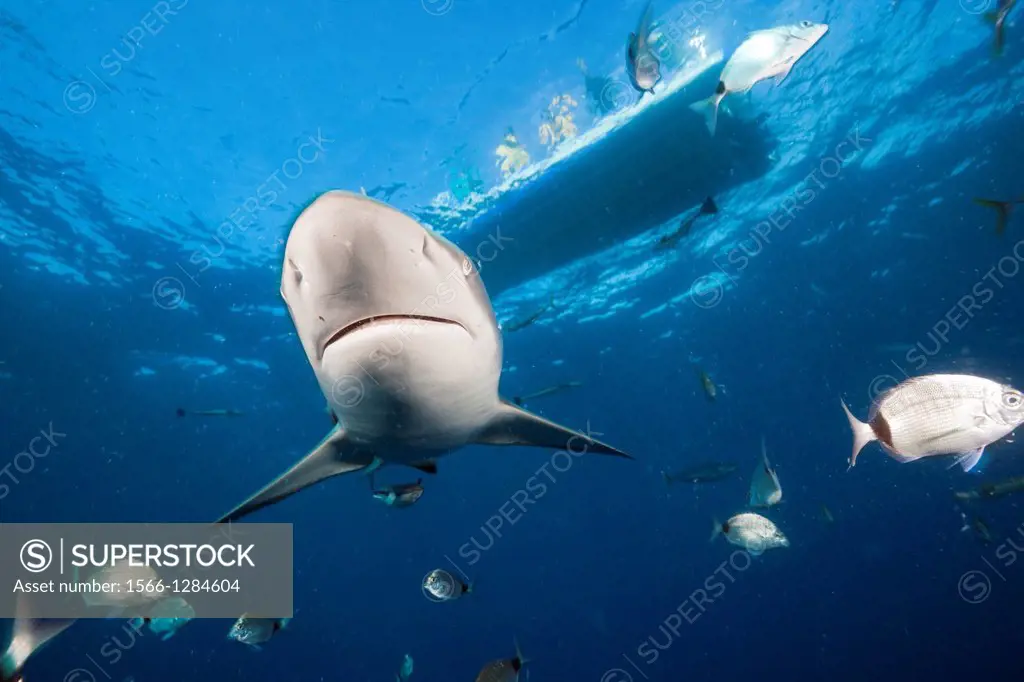 Blacktip Shark, Carcharhinus limbatus, Aliwal Shoal, Indian Ocean, South Africa.