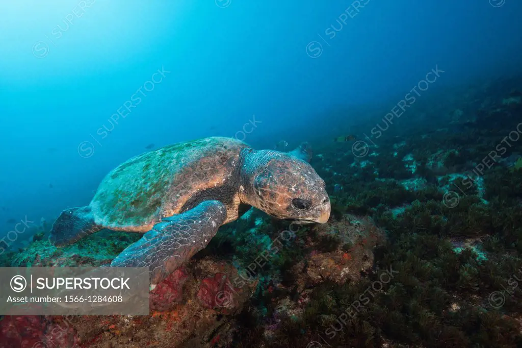 Loggerhead Sea Turtle, Caretta caretta, Aliwal Shoal, Indian Ocean, South Africa.