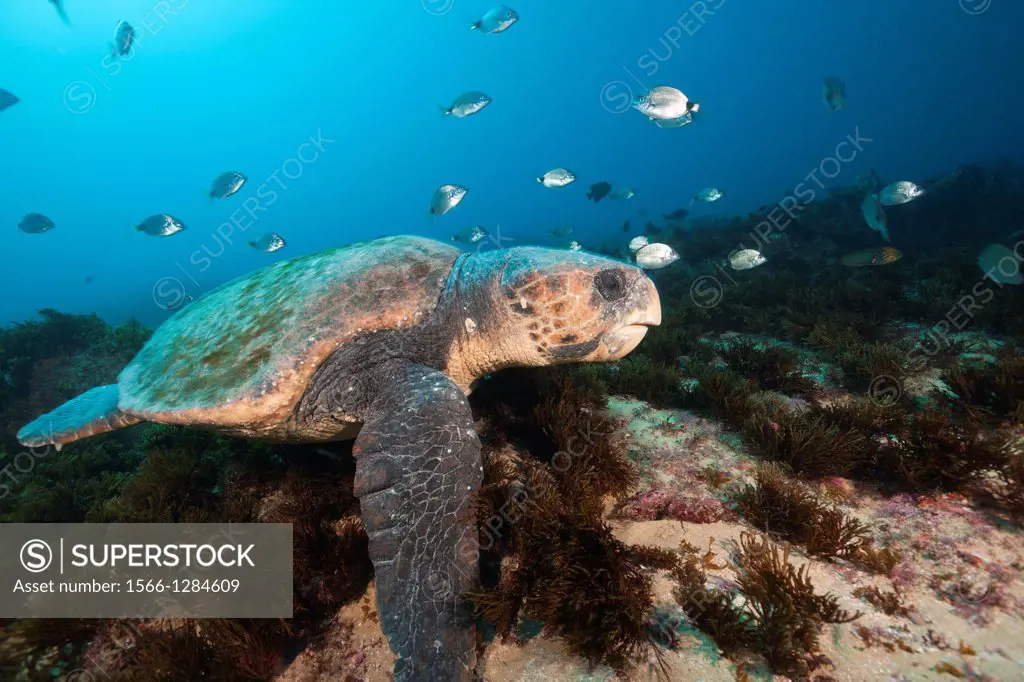 Loggerhead Sea Turtle, Caretta caretta, Aliwal Shoal, Indian Ocean, South Africa.