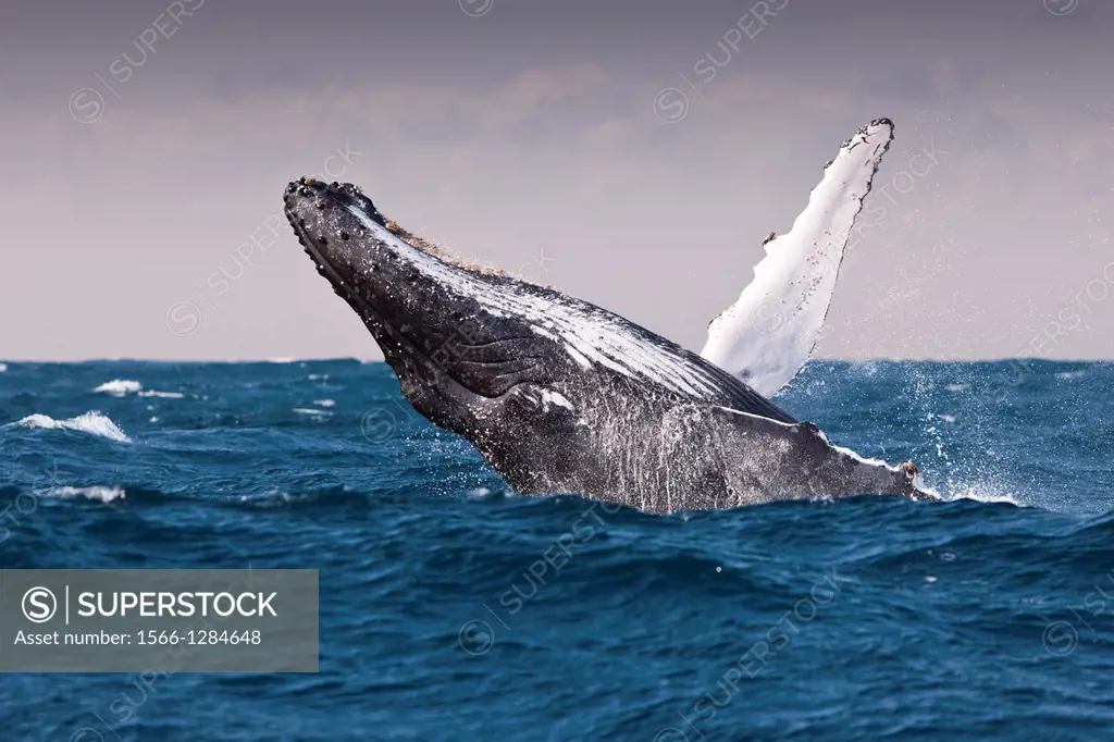 Breaching Humpback Whale, Megaptera novaeangliae, Indian Ocean, Wild Coast, South Africa.