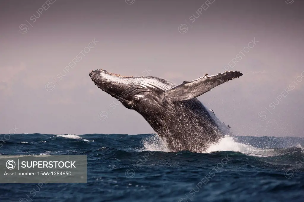 Breaching Humpback Whale, Megaptera novaeangliae, Indian Ocean, Wild Coast, South Africa.