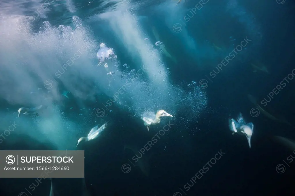 Cape Gannets hunting Sardines, Morus capensis, Indian Ocean, Wild Coast, South Africa.