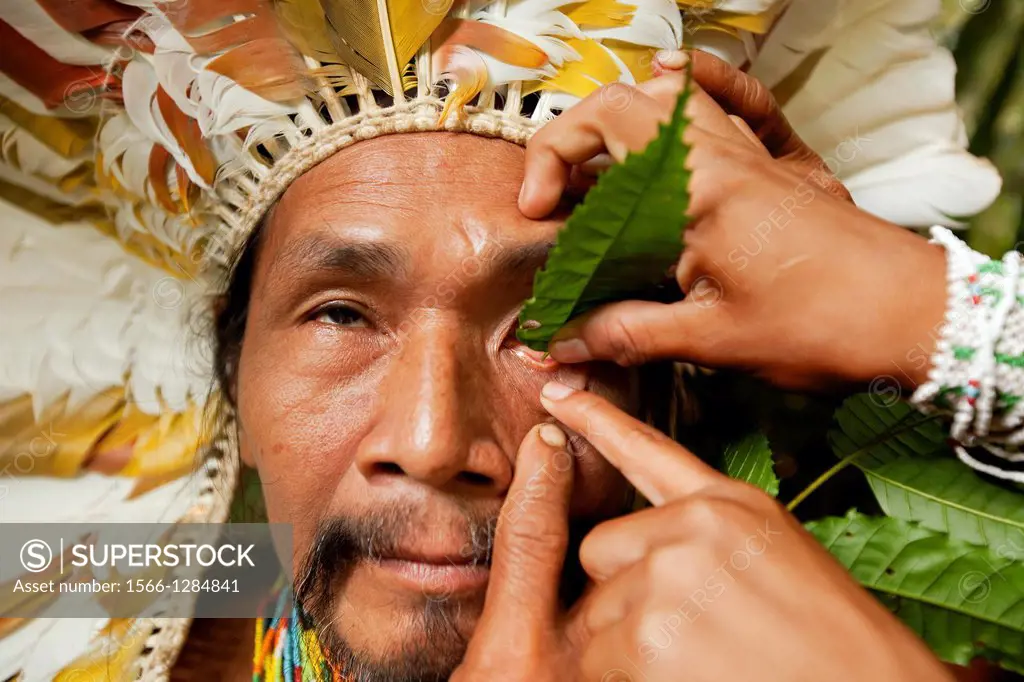 Shaman applying natural, sanango, eye-drops into his eye. Alto Jurua. Croa, Brazil