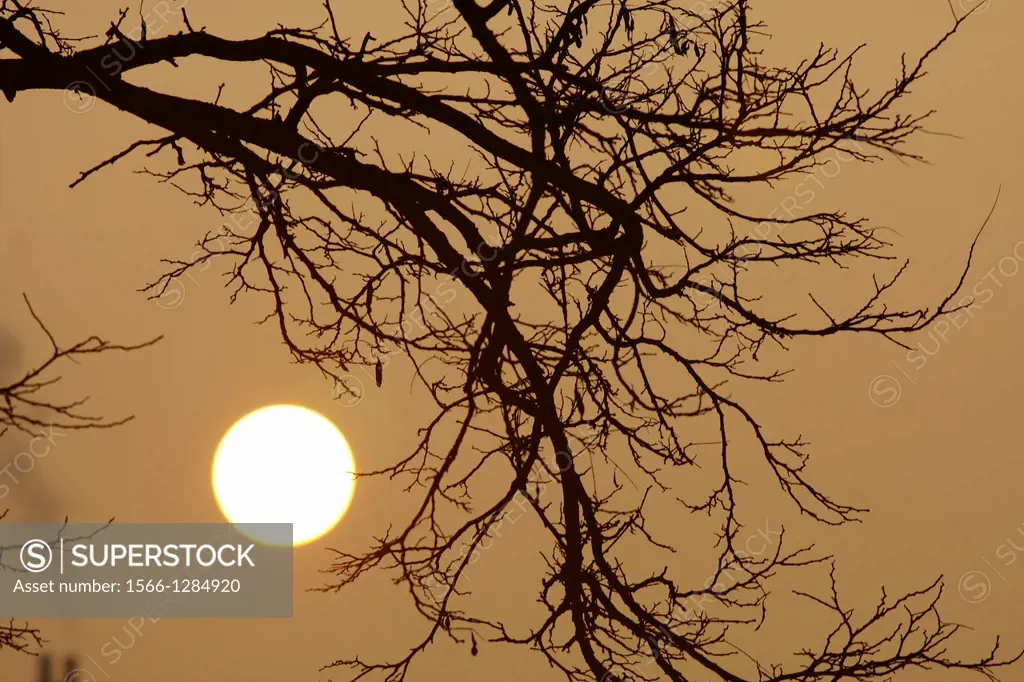 Rising sun and tree.