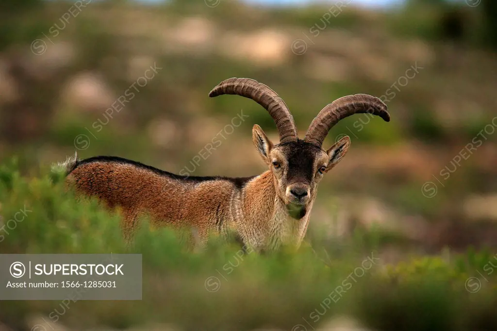 Male ibex (Capra pyrenaica) in Muela de Cortes. Valencia.