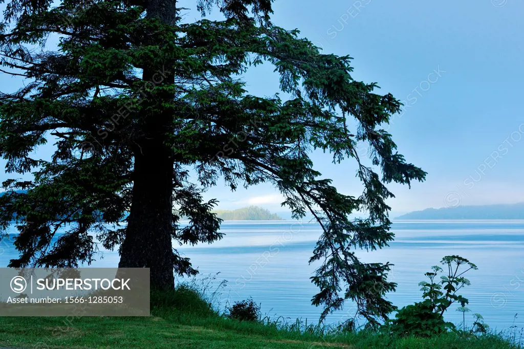 Sitka spruce overlooking Skideagte Inlet and Shingle Bay, Haida Gwaii (Queen Charlotte Islands)- Sandspit, British Columbia, Canada.