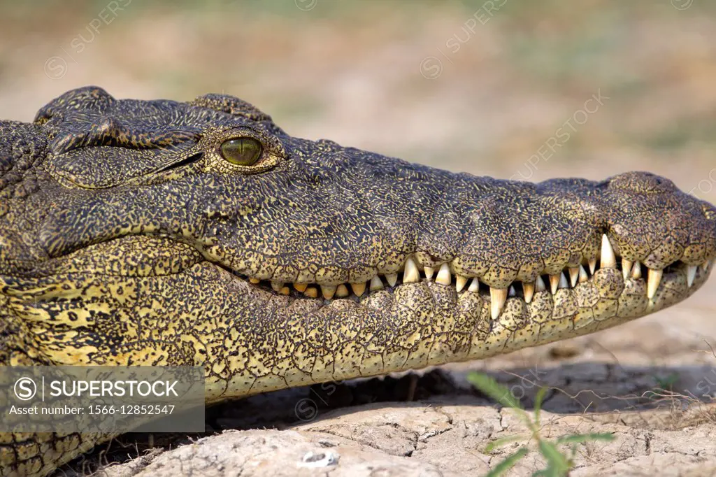 Nile Crocodile (Crocodylus niloticus), Chobe River, Chobe National Park, Botswana.