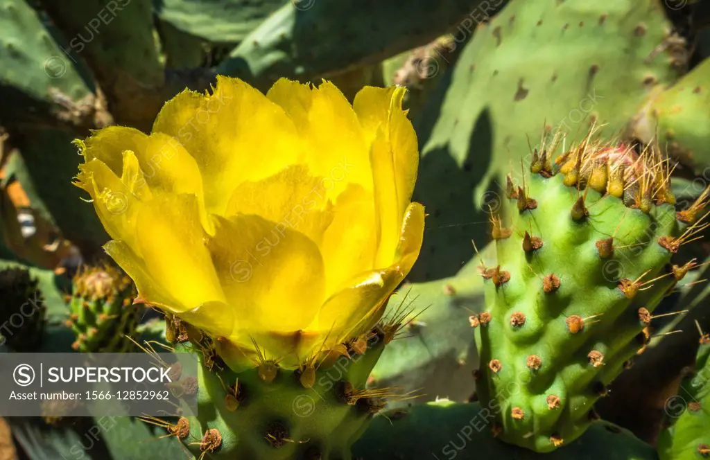 Cactus. With new leaves,fruit and flowers.
