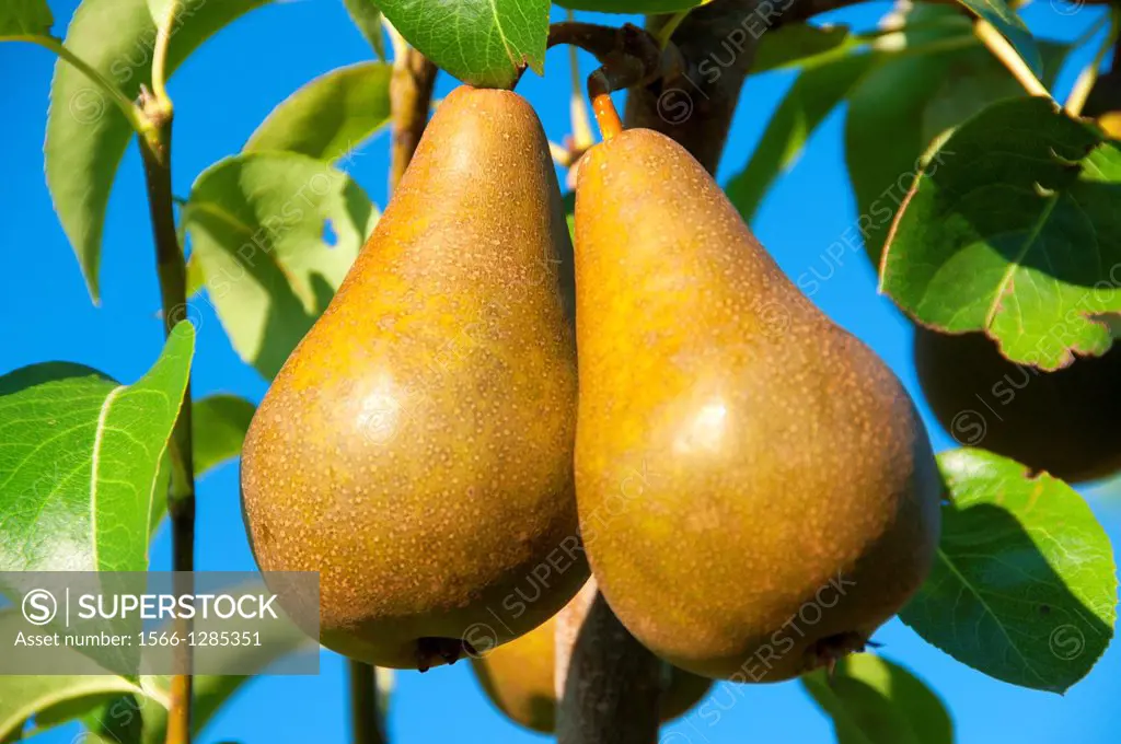 Pears, Hood River County, Oregon.