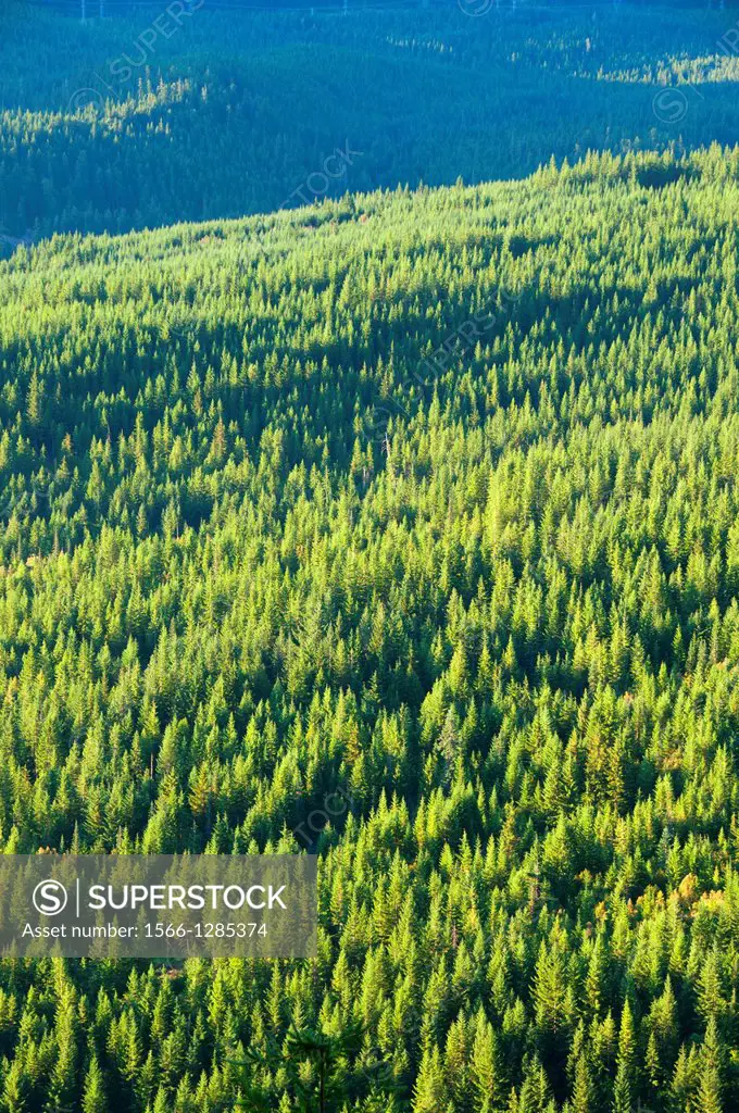 Forest, Mt Hood National Forest, Oregon.