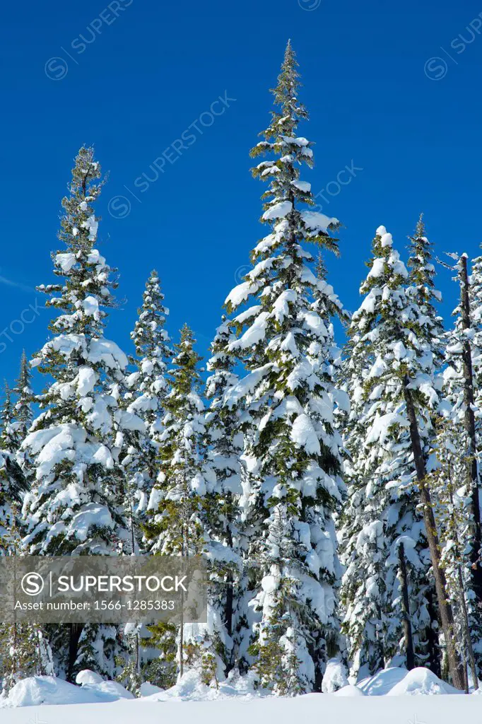 Winter forest along Pacific Crest Trail, Mt Hood National Forest, Oregon.