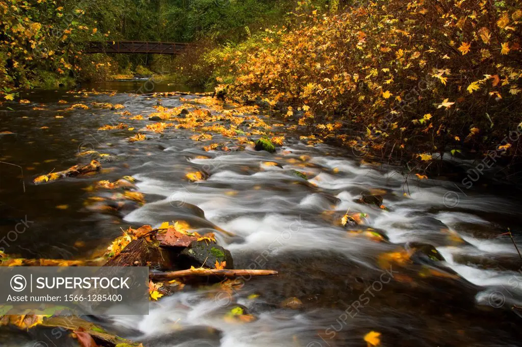 Silver Creek in autumn, Silver Falls State Park, Oregon.