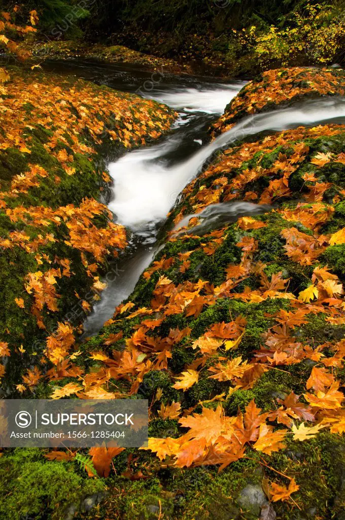 Silver Creek in autumn, Silver Falls State Park, Oregon.