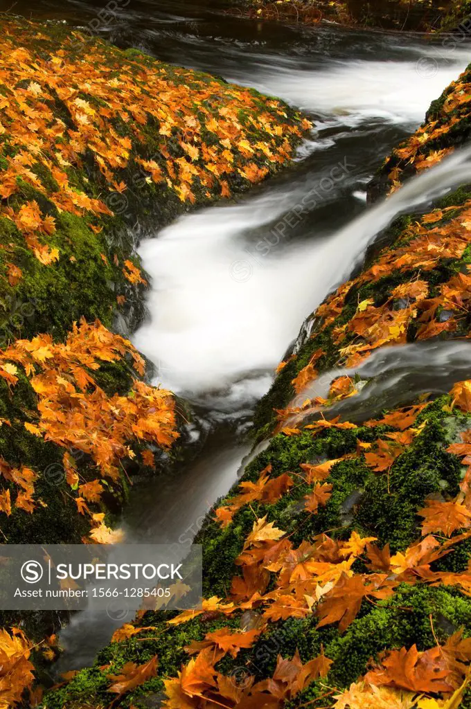 Silver Creek in autumn, Silver Falls State Park, Oregon.