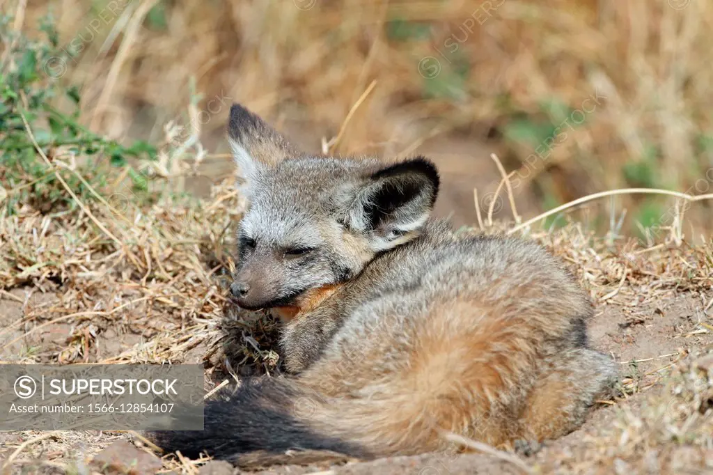 Bateared fox. Maasai Mara National Reserve. Kenya