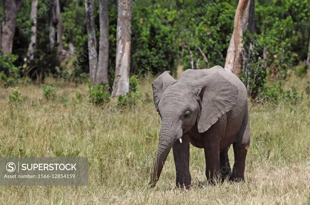 Elephant. Maasai Mara National Reserve, Kenya