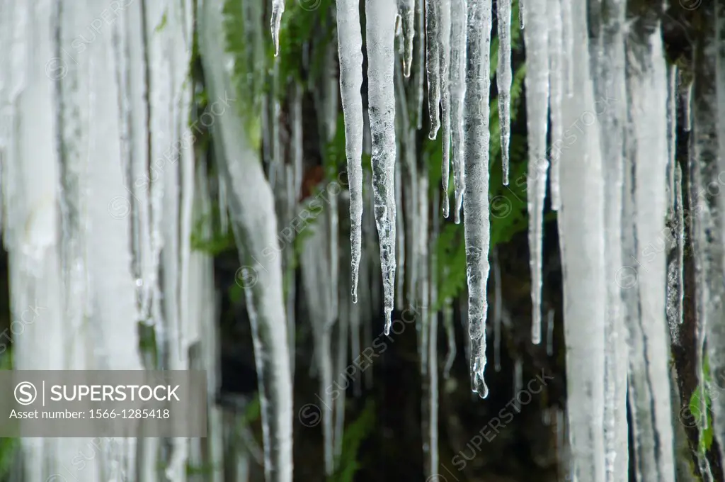 Icycles with fern, Silver Falls State Park, Oregon.