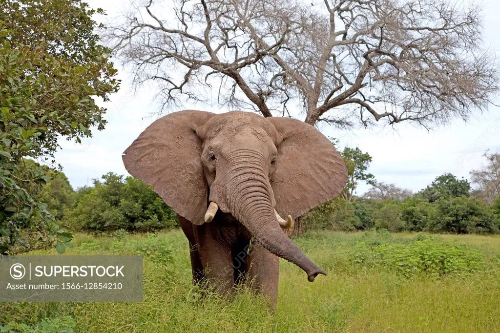 Elephant. Africa.