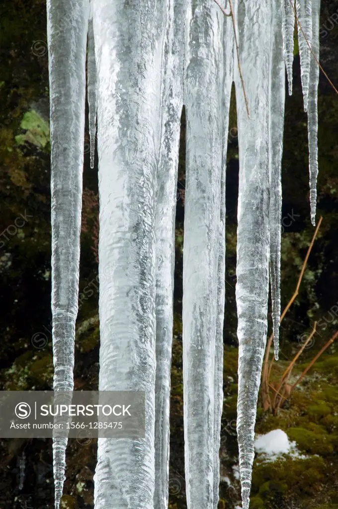 Icycles, Silver Falls State Park, Oregon.