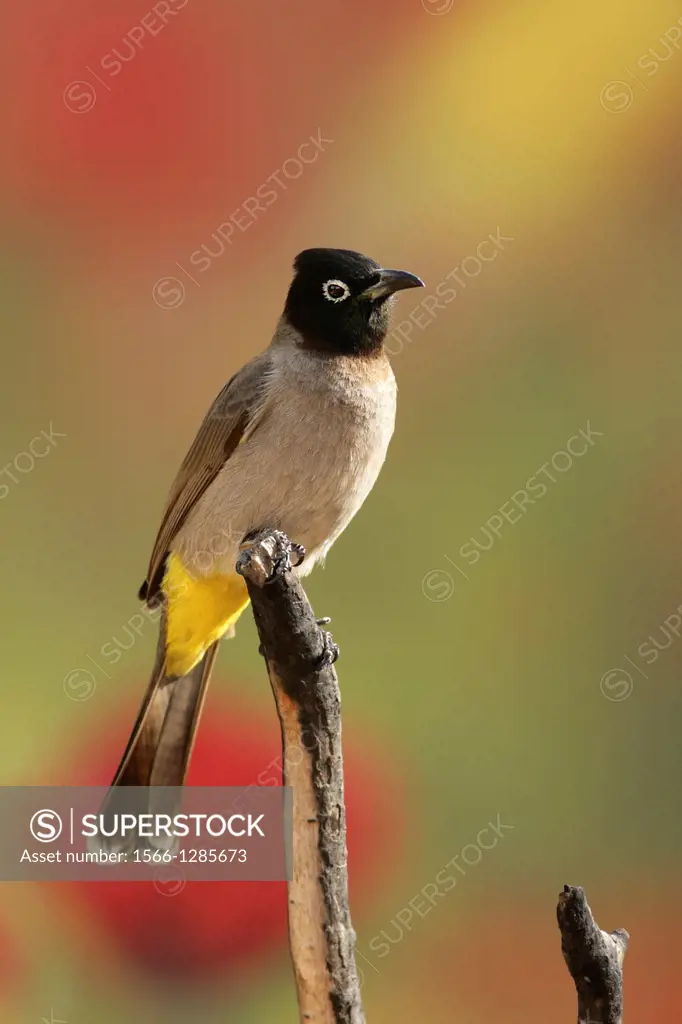 Pycnonotus xanthopygos, Yellow-vented Bulbul AKA White-Spectacled Bulbul, perched on a branch Photographed in Israel in March.