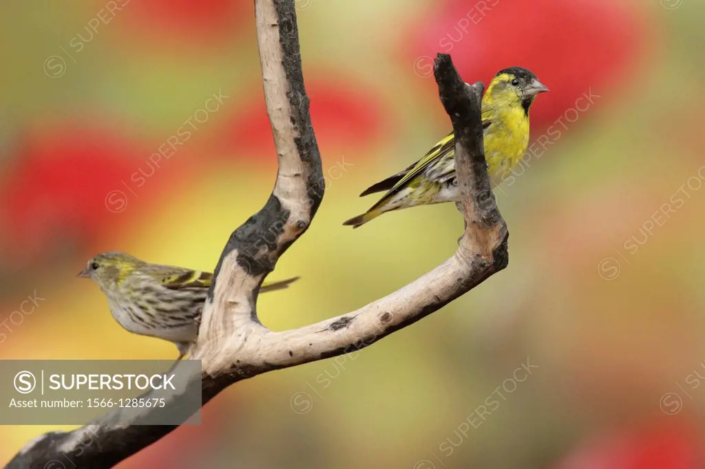 Male (right) and female Eurasian siskin (Carduelis spinus). The siskin is a type of finch. It breeds in northern Europe, parts of Russia and eastern A...