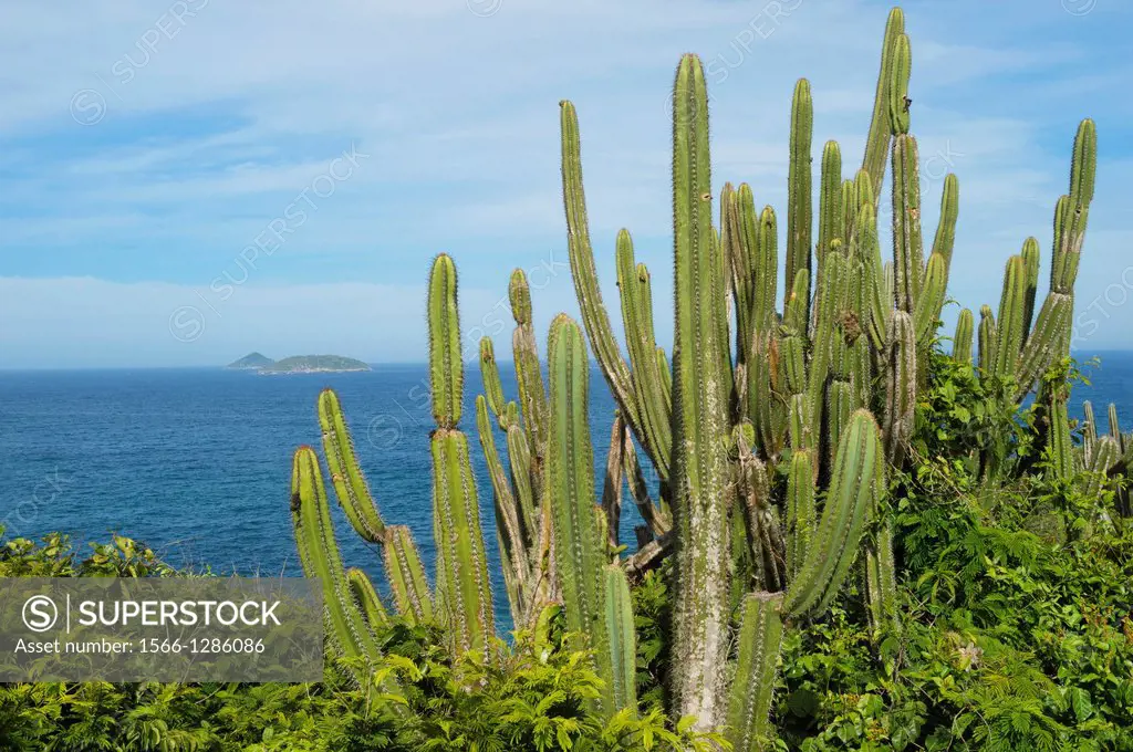 Pilosocereus ulei Cactus, Ponta da Boca da Barra, Buzios, Rio de Janeiro, Brazil.