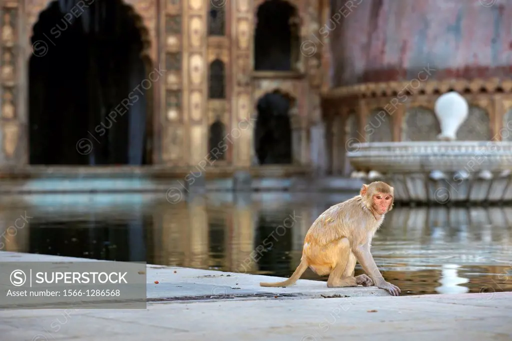 Monkey temple in Galta near Jaipur, Rajasthan, India.
