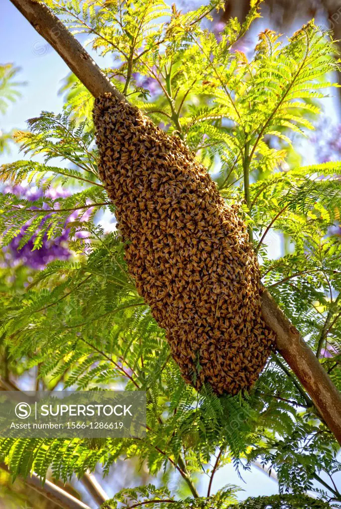 Beehive in Jacaranda tree, San Diego, California.