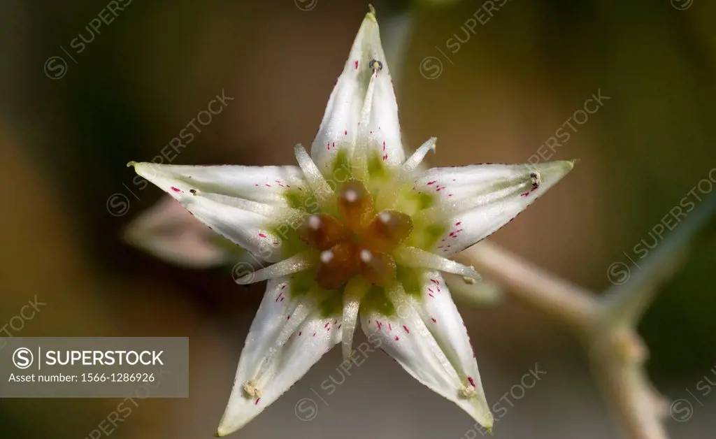 Star Formed Cactus Blossom in Botanical Garden Erfurt. Germany.