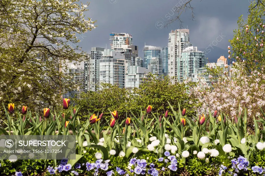 tulips in Choklit Park on 7th Avenue in Vancouver, BC, Canada, with a view of downtown.