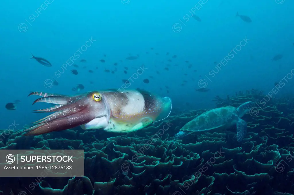 Broadclub Cuttlefish, Sepia latimanus, Komodo National Park, Indonesia.
