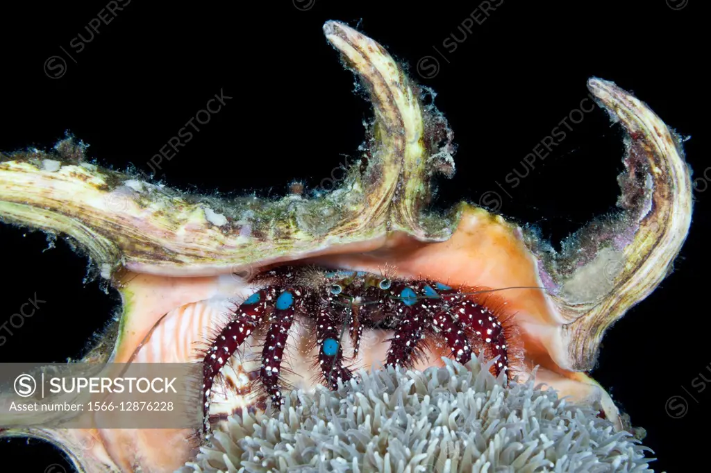 Blue-knee Hermit Crab, Dardanus guttatus, Komodo National Park, Indonesia.